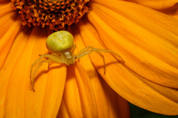 Flower spider  or goldenrod crab spider  (Misumena vatia) on a yellow flower. Place for text.