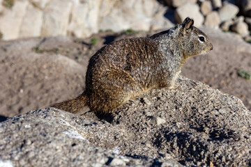 Ground squirrel close up