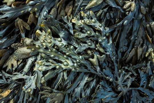 Fresh marine edible seaweed fucus as an abstract background