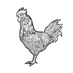 Fototapeta na wymiar Engraved rooster. Rooster hen sketch isolated on white background, hand drawn retro style vintage rooster, farm. Vector illustration.