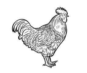 Fototapeta na wymiar Hand drawn ink illustration of ROOSTER cock. Vector illustration.