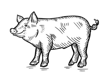 Fototapeta premium Image of a cheerful pig.Farming livestock. Vector illustration.