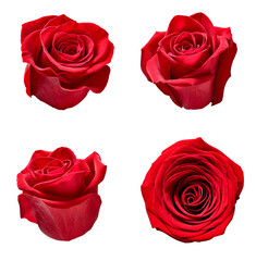 flower rose petal blosspm background