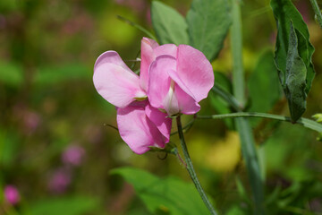 Close up pale pink flowers of everlasting pea (Lathyrus latifolius) of the pea family Fabaceae....