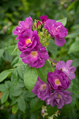 Rosa Rhapsody in Blue (Shrub Rose)