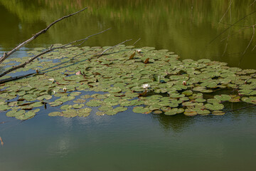 Blooming white lilies and lotuses on the surface of the pond.