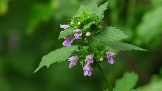Field flowers. Black horehound or Ballota nigra wild flower growing on the field. Medicinal plant. Herb grows in nature in summer closeup slow motion. Nature