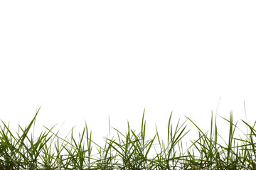 Grass isolated on white background. Save with clipping path.