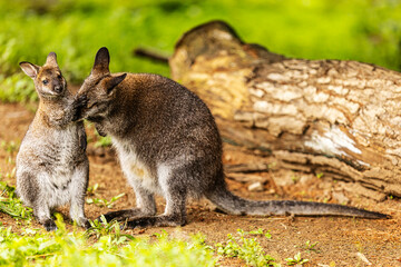 a young female kangaroo looking at her young