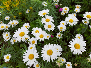 Chamomile, daisy white flowers in the garden for poster, calendar, postcard, wall art.