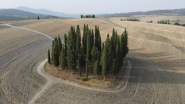 Zypressen vom Val d'Orcia das Wahrzeichen der Toskana