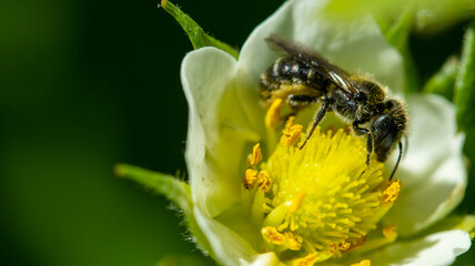 honey bee pollinates a white strawberry flower,