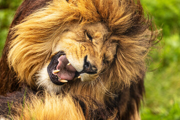 male lion (Panthera leo) He sticks his teeth out of his big mouth over the other lion