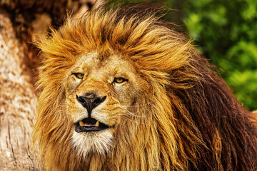 male lion (Panthera leo) sucks in odours from the air around it