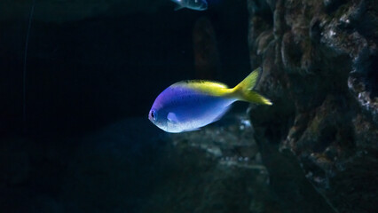 Naklejka na ściany i meble Beautiful fish under water in a large aquarium