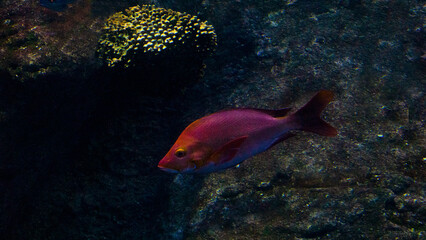 Beautiful fish under water in a large aquarium