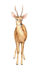 Watercolor deer, cute forest animal illustration. Woodland hand-painted nature print for kids design, postcards, poster, sublimation, icon