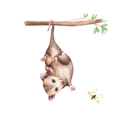 Watercolor funny opossum, cute forest animal illustration. Woodland hand-painted nature print for kids design, postcards, poster, sublimation, icon