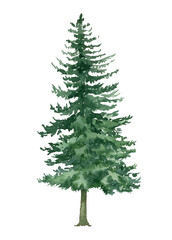Watercolor forest fir tree illustration. Evergreen graphic isolated on white background. Woodland hand-painted nature print for kids design, postcards, poster, sublimation, icon