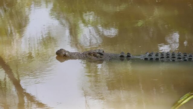 Close-up shot of swimming crocodile