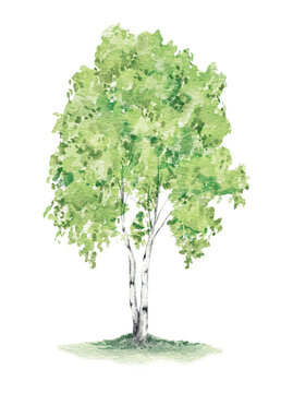 Watercolor green birch illustration. Foret tree graphic isolated on white background. Woodland hand-painted nature print for kids design, postcards, poster, sublimation, icon