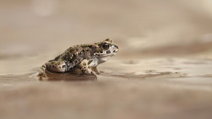 Macro of a small frog on the water.