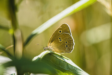 Fototapeta premium brown forest bird a kind of moth on a leaf, butterfly bokeh