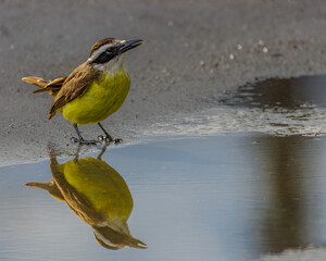 A bird unsure about a cold morning bath in a rain puddle