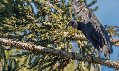 Naklejka premium A black vulture drying its feathers and enjoying the morning sun
