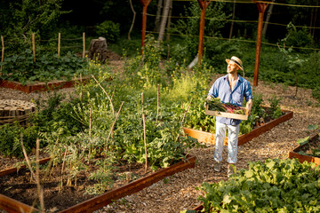 Man walks with harvest between vegetable beds at home garden, view from above. Concept of local growing of organic products and sustainable lifestyle