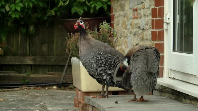 Two guinea fowl on a patio step washing and looking at camera. 4k footage of spotted Guinea fowl in home farm setting.
