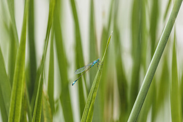 Male pitcher dragonfly a species of Slender dragonfly sitting on a stalk in the pond macro