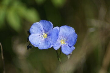 Blue flower of the perennial Linum perenne
