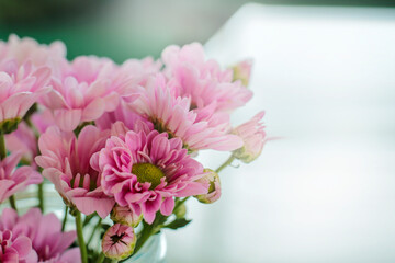 pink flower in cup and sun light