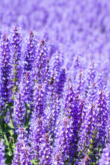 Obraz premium Lilac sage flowers blooms in the park outdoors on a summer day.