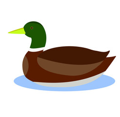 Duck swimming in the water. Drake. Bird. Flat illustration. Nature.