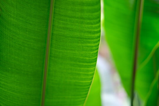 Big green banana leaves in Asia. Close up photo with narrow focus space