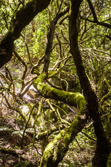 Fototapeta na wymiar Dark jungle forest on the Canary Islands