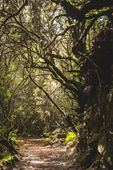 Path in the dark jungle forest on the Canary Islands