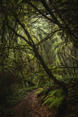 Path in the dark jungle forest on the Canary Islands