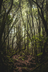 Dark jungle forest on the Canary Islands