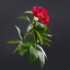 Beautiful red peony with yellow center isolated on black background.