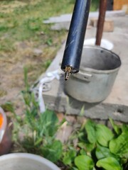 The bee drinks water from hoses