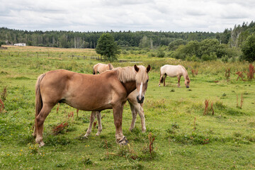 Naklejka na ściany i meble Beautiful horses graze in the meadow. Horses in the pasture. Walking horses.