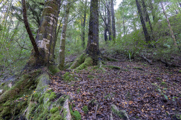 Murray Creek walking tracks