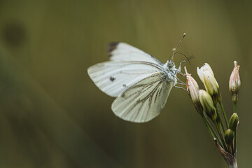 Green-veined White butterfly on a flower, macro bokeh