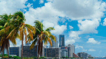 Fototapeta na wymiar palm trees in the city skyline MIAMI FLORIDA 