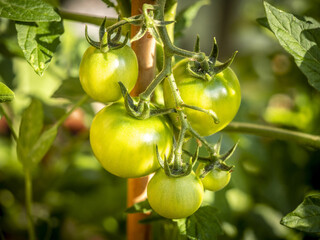 Culture de tomates vertes en grappe dans le jardin d'un particulier