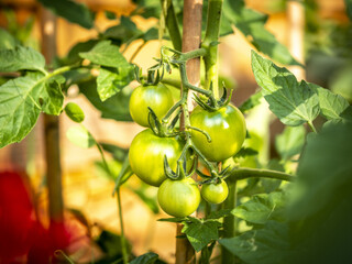 Culture de tomates vertes en grappe dans le jardin d'un particulier