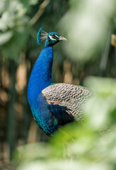 Obraz premium portrait of a peacock